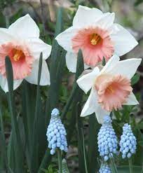 Pin On Daffodils