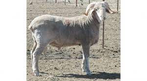 Le marquis chèvre de rambouillet is a pure goats milk chèvre that is hand made on a farm not far from the famous castle of rambouillet. Premier Ram Sale At Sheep Goat Expo Morning Ag Clips