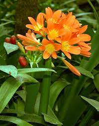 The best orange perennial flowers for the garden! Plants Are The Strangest People List Houseplants Which Have Orange Flowers
