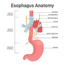 Image result for esophagus