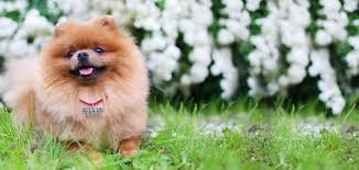 Pomeranianlarda Tasma Secimi