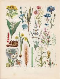 Flower Illustration Botanical Drawings Botanical Prints