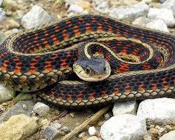 Giant Garter Snake Snake Reptile Snakes Reptiles