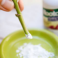 Pin On Houseplants