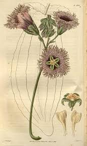 Image result for Telfairia