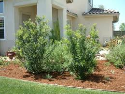 Buy wax myrtle trees/shrubs (myrica cerifera) online with delivery right to your doorstep. Myrica Californica Pacific Wax Myrtle Plantmaster