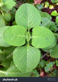 Image result for Coleus amboinicus
