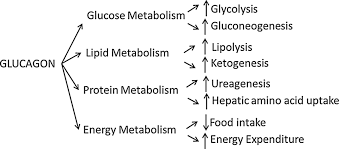 Safe and efficacious but underutilized. Summary Of The Metabolic Effects Of Glucagon Download Scientific Diagram