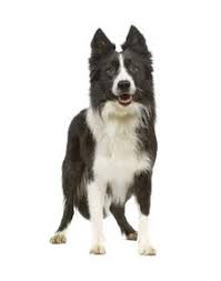Find the best pet supplies, food, drinks, and groceries near you. Dubai Pet Food The Biggest Online Pet Shop In The Middle East