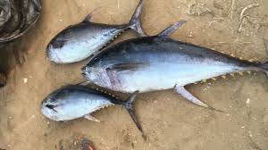 We did not find results for: Yellowfin Tuna Fish By Dhulipudi Fisheries Yellowfin Tuna Fish Inr 55inr 60 Kilogram Id 4551804