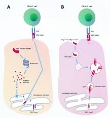 Image result for T-Lymphocyte