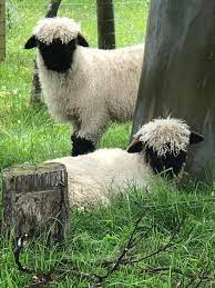 These Blacknose Sheep Are Real Eventhough They Look Like Stuffed Animals Animals Cute Sheep Pets