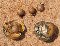 Image result for Excoecaria bussei