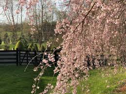 The hiromi weeping cherry tree is the smallest of the dwarf weeping cherry trees. Learning The Hard Way How To Care For A Weeping Cherry Tree Happy Haute Home
