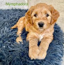The ultimate guide to the australian labradoodle. The 7 Week Old Mini Swiss Mountain Australian Cobberdogs Facebook