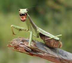 Maybe you would like to learn more about one of these? Arbico Organics Praying Mantids So Much More Than Most People Think