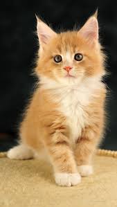 Jun 28, 2019 · cute kittens mobile wallpaper mobiles wall cat wallpapers for android apk hd 640x960 teahub io phone free 480x800 px 104 08 kb picserio com cats cuteanimals 5 000 best photos 100 pexels stock don t touch my dont women s shirts i like very much curious design hey 1920x1200 your desktop tablet explore 74 kitty … continue reading cute kitty wallpapers for mobile phones Cute Kitty Wallpaper For Mobile Image Galeria