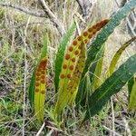 Image result for Pleopeltis macrocarpa