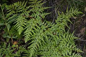 Image result for Odontosoria