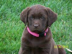We are breeders of quality chocolate, black and yellow english type labrador retrievers. 32 English Labrador Retrievers Ideas English Labrador Labrador Retriever