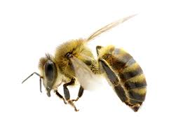 Honey bees collect pollen and nectar as food for the entire colony, and as they do, they pollinate plants. Absolute Termite Pest Control Hawaii Llc Honey Bee Removal