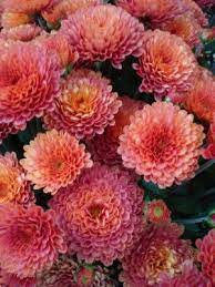 Fall Mums Mums Flowers Flower Garden Beautiful Flowers