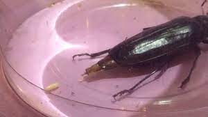 The female lays eggs in holes about a foot deep under host palo verde trees where the grubs then feed on the roots. Palo Verde Beetle Laying An Egg Youtube
