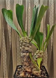 Image result for Monadenium torrei