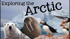 Exploring The Arctic For Kids Arctic Animals And Climates For Children Freeschool Youtube