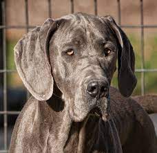 Aysa Blue Great Dane From Www Tracysdanes Com Great Dane Breeders Great Dane Great Dane Dogs
