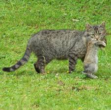 That Cuddly Kitty Is Deadlier Than You Think The New York Times