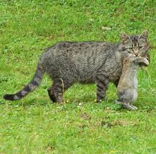 Proper pet rabbit care includes playtime! That Cuddly Kitty Is Deadlier Than You Think The New York Times