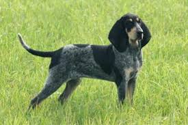 Image result for malý modrý gaskoňský honič