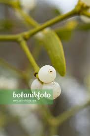 Image result for Viscum