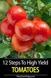 How Many Tomatoes Per Plant Growing 50 80 Lbs Per Plant Growing Organic Vegetables Container Gardening Vegetables Growing Vegetables