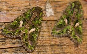 Some animals are on the verge of extinction. Uk S Extinct 421 Species Including Mammals Birds And Plants Daily Mail Online
