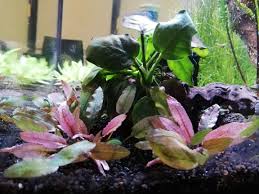 This cryptocoryne is labeled 'pink panther' by ada. Pink Cryptocoryne