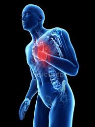 Posted on may 22, 2015 by. 3d Rendered Illustration Of Blue Silhouette Of Man With Chest Pain Biological Heart Stock Photo 243423058