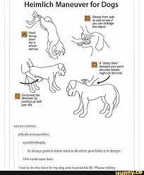 If you learn how to perform the heimlich maneuver for dogs you will be better prepared to assist your schnauzer in such an emergency situation and very. Heimlich Maneuver For Dogs Heimlich Maneuver For Dogs Dog Health Pets