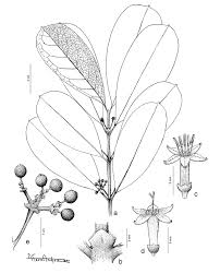 Image result for Craterispermum