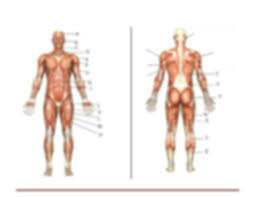 When a muscle is activated it contracts, making itself shorter and thicker, thereby pulling its ends closer. Musculoskeletal System Muscles Assignment 7 Docx Assignment 7 Musculoskeletal System U2013 Muscles Name Yvonne O U2019hare Directions Use Figure Below To Course Hero