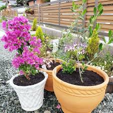 鉢植え ブーゲンビリア 鉢植え ブーゲンビリア