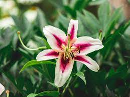 Maybe you would like to learn more about one of these? Stargazer Oriental Lily Plant Care Growing Guide
