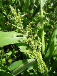 Image result for Setaria barbata