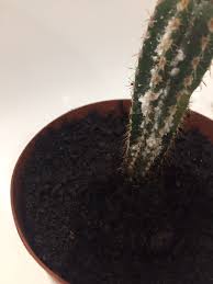 When you have them, you will notice them when you water your plants or disturb the soil in other ways. Cactus Fungus Bbc Gardeners World Magazine