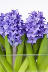 Some mistakes can even lead to the development of disease. How To Care For Hyacinth Plants Indoors Hyacinth Plant Bulb Flowers Planting Bulbs