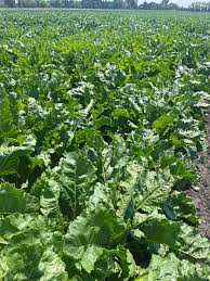 Image result for sugar beet