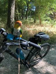 Check spelling or type a new query. Rowlett Creek Preserve 17 Photos 13 Reviews Mountain Biking 2525 Castle Rd Garland Tx United States