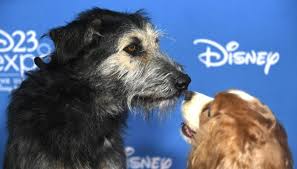 Lilli e il vagabondo streaming altadefinizione lei, lilli, è una cocker spaniel, viziata, paffuta, innamorata dei padroni. Dal Canile A Hollywood La Storia Di Monte Il Cane De Lilli E Il Vagabondo Dilei