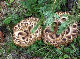 Download this free picture about hawks wing from pixabay's vast library of public domain images and videos. Hawk S Wing Mushrooms Stuffed Mushrooms Edible Wild Mushrooms Edible Mushrooms